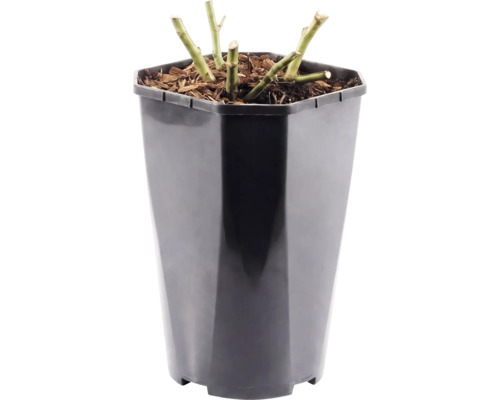 Gesnoeide plantenstelen in een hoge kunststof pot met mulch.