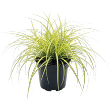 Zegge Carex oshimensis Evergold met geelgroene bladeren in een zwarte kunststof pot.