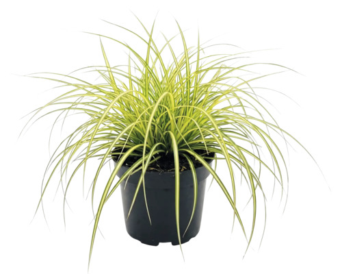 Zegge Carex oshimensis Evergold met geelgroene bladeren in een zwarte kunststof pot.