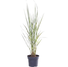 Siergras in zwarte plantenpot met rechtopstaande, smalle bladeren.