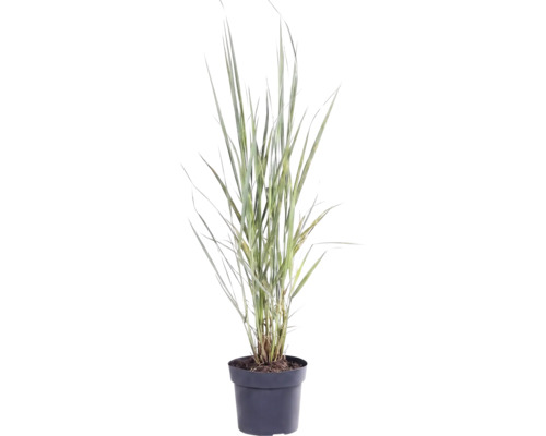 Siergras in zwarte plantenpot met rechtopstaande, smalle bladeren.