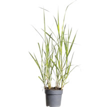 Siergras met lange groene stengels in een grijze kunststof pot.