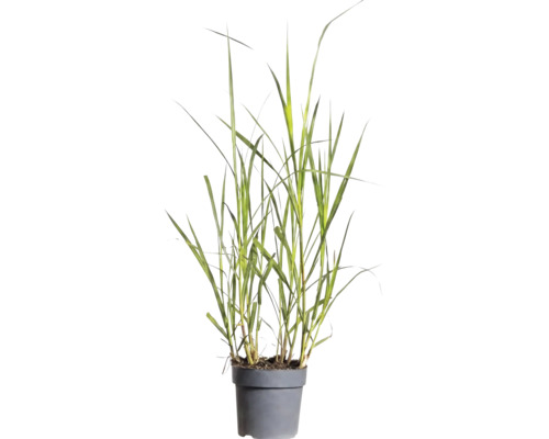 Siergras met lange groene stengels in een grijze kunststof pot.