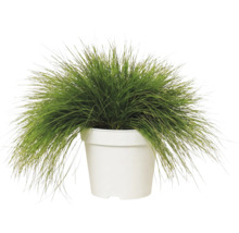 Groen siergras in een witte plantenpot.