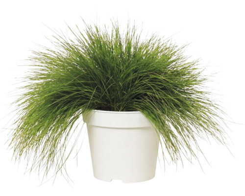 Groen siergras in een witte plantenpot.