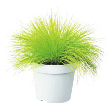 Lichtgroen siergras in een eenvoudige witte kunststof pot.