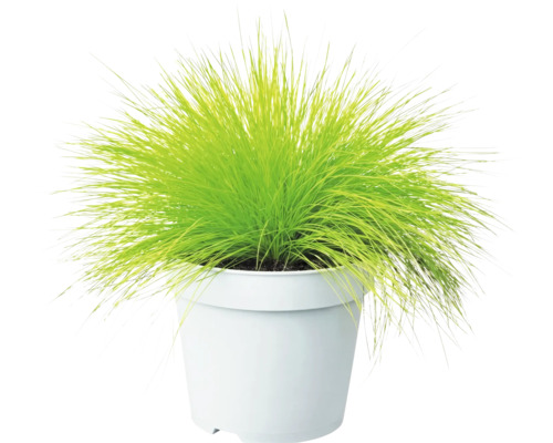 Lichtgroen siergras in een eenvoudige witte kunststof pot.
