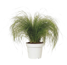 Siergras Stipa tenuissima Pony Tails in een witte kunststof pot.