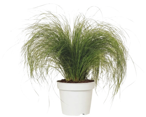 Siergras Stipa tenuissima Pony Tails in een witte kunststof pot.