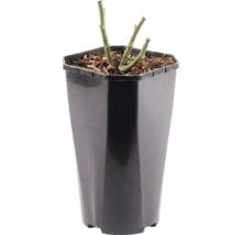 Rozenplant in een hoge, zwarte kunststof pot met boomschors.