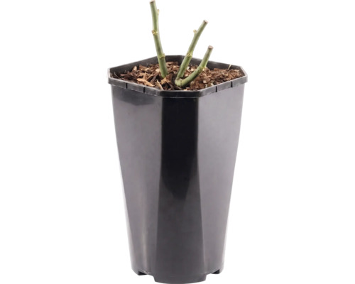 Rozenplant in een hoge, zwarte kunststof pot met boomschors.