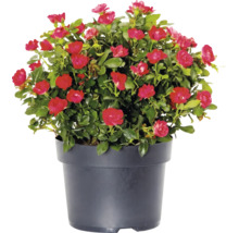 Bloeiende dwergroos met rode bloemen in een zwarte plantenpot.
