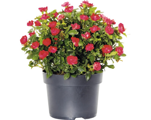 Bloeiende dwergroos met rode bloemen in een zwarte plantenpot.