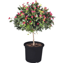 Bloeiende stamroos met roze bloemknoppen en groene bladeren in een zwarte plantenpot.
