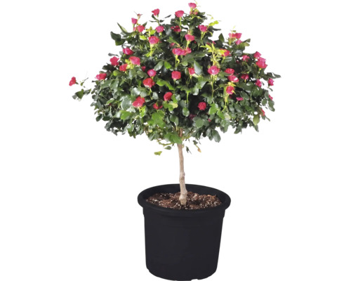 Bloeiende stamroos met roze bloemknoppen en groene bladeren in een zwarte plantenpot.