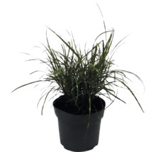 Siergras in een zwarte kunststof plantenpot met smalle, donkergroene bladeren.