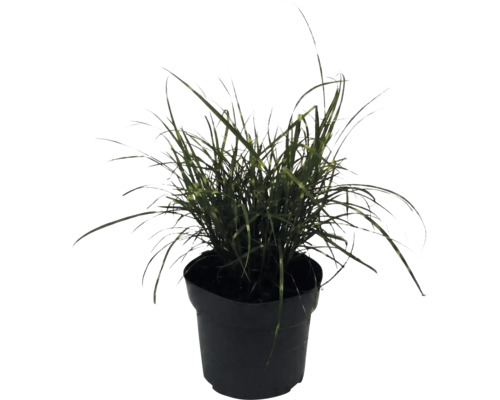 Siergras in een zwarte kunststof plantenpot met smalle, donkergroene bladeren.