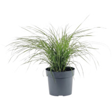 Groen siergras in een donkergrijze kunststof pot.