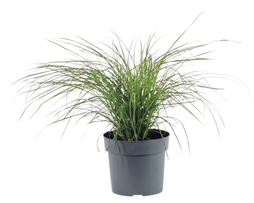 Groen siergras in een donkergrijze kunststof pot.