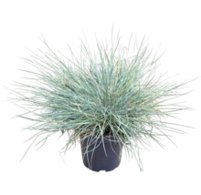 Blauw schapengras Festuca glauca siergras in een zwarte kunststof pot met fijne, blauwgroene sprieten.