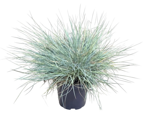 Blauw schapengras Festuca glauca siergras in een zwarte kunststof pot met fijne, blauwgroene sprieten.