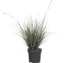 Siergras met gestreepte bladeren in een zwarte kunststof pot voor tuin en balkon.