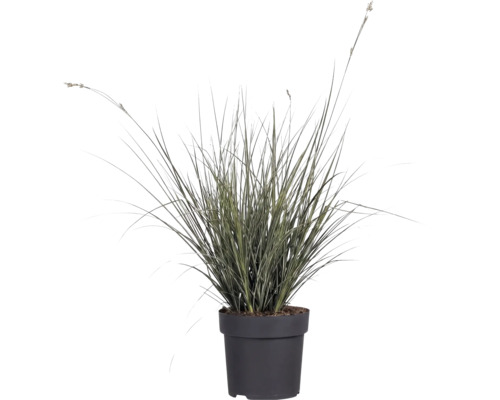 Siergras met gestreepte bladeren in een zwarte kunststof pot voor tuin en balkon.