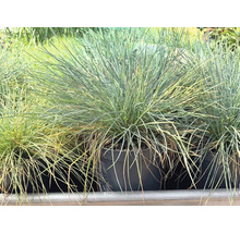 Zwenkgras Festuca glauca in zwarte kunststof pot, siergras met fijne, blauwgroene sprieten.
