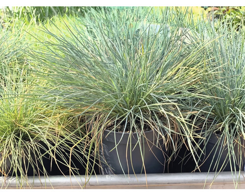 Zwenkgras Festuca glauca in zwarte kunststof pot, siergras met fijne, blauwgroene sprieten.
