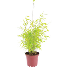 Bamboeplant in pot met groene bladeren en fijne stengels.