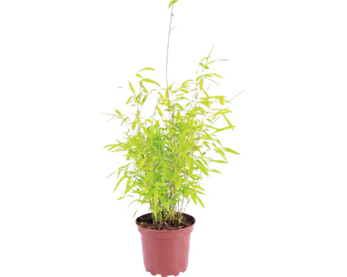 Bamboeplant in pot met groene bladeren en fijne stengels.