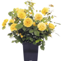 Gele struikroos met veel bloemen en knoppen in een zwarte pot.