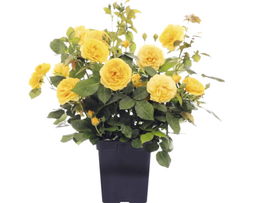 Gele struikroos met veel bloemen en knoppen in een zwarte pot.