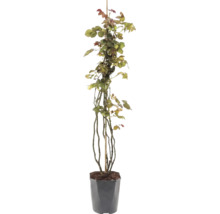 Klimroos in een pot met een ondersteunende houten stok.