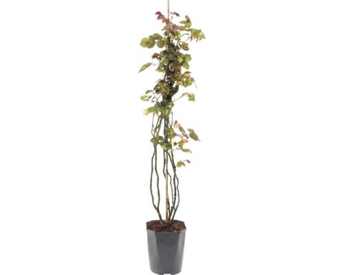Klimroos in een pot met een ondersteunende houten stok.