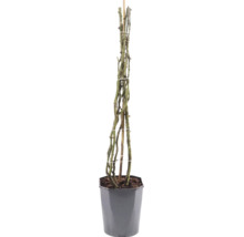 Klimroos met gedoornde takken bevestigd aan een bamboestok in een grijze plantenpot.