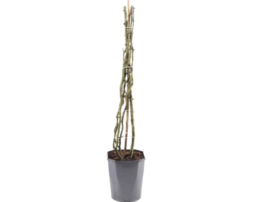 Klimroos met gedoornde takken bevestigd aan een bamboestok in een grijze plantenpot.