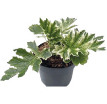 Bontbladige Acanthus mollis Whitewater in zwarte plantenpot
