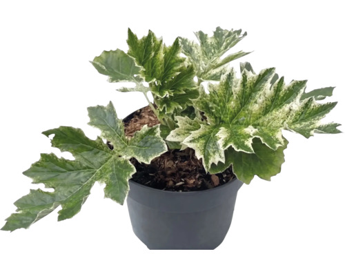 Bontbladige Acanthus mollis Whitewater in zwarte plantenpot