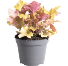 Purperklokje (Heuchera) met veelkleurige bladeren in een grijze kunststof pot.