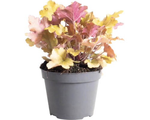 Purperklokje (Heuchera) met veelkleurige bladeren in een grijze kunststof pot.