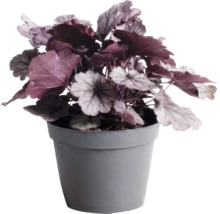 Purperklokje Heuchera met donkerpaarse en zilverachtige bladeren in een grijze kunststof pot.