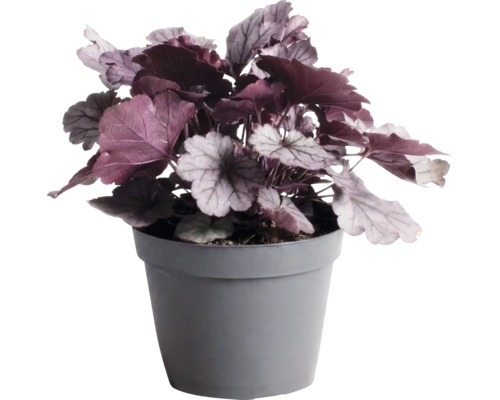 Purperklokje Heuchera met donkerpaarse en zilverachtige bladeren in een grijze kunststof pot.