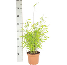 Bamboeplant in pot naast een hoogteschaal, hoogte circa 75 centimeter.
