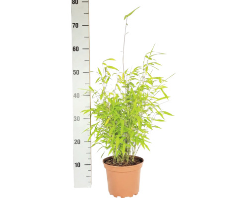 Bamboeplant in pot naast een hoogteschaal, hoogte circa 75 centimeter.