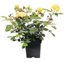 Gele roos in zwarte plantenpot met meerdere bloemen en knoppen.
