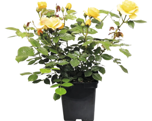 Gele roos in zwarte plantenpot met meerdere bloemen en knoppen.