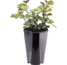 Rozenplant in hoge zwarte kunststof pot met groene bladeren en doorns.
