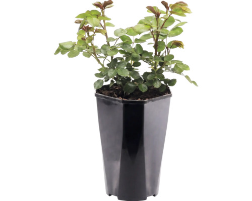 Rozenplant in hoge zwarte kunststof pot met groene bladeren en doorns.