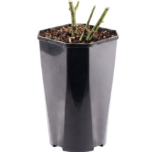 Rozenplant in een hoge zwarte kunststof pot met mulch op de aarde.